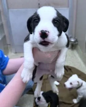 A baby medium-sized male Labrador Retriever dog named Harvey Milk for adoption in Washington, DC