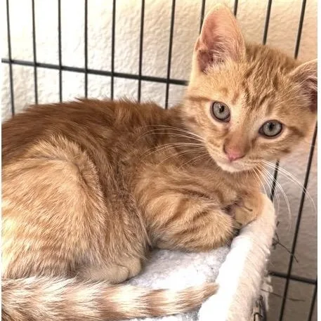 A baby medium-sized male Tabby (Orange / Red) Domestic Short Hair cat named Pippin for adoption in Santa Rosa, CA