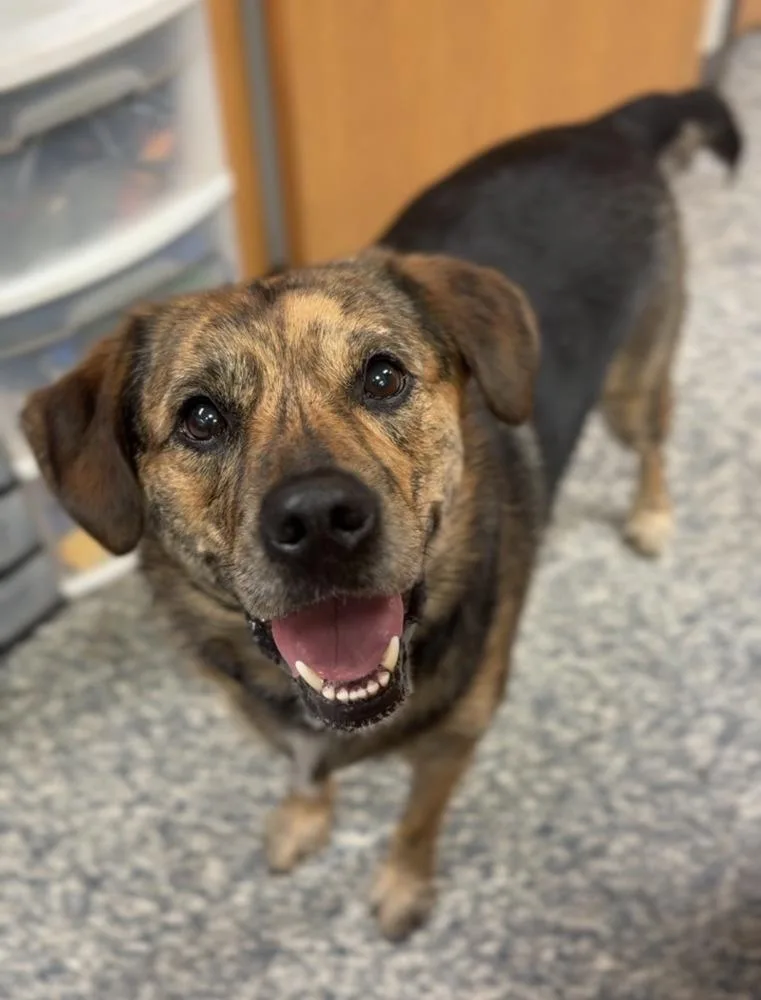 An adult medium-sized male Mixed Breed dog named Moose for adoption in Bemidji, MN