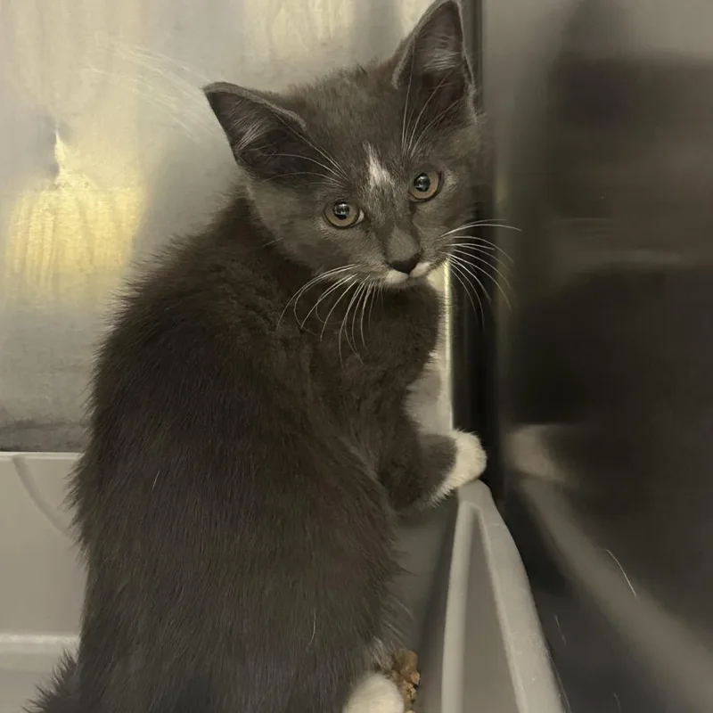 A baby small-sized male Gray / Blue / Silver Domestic Short Hair cat named Cyclone for adoption in Concord, NC