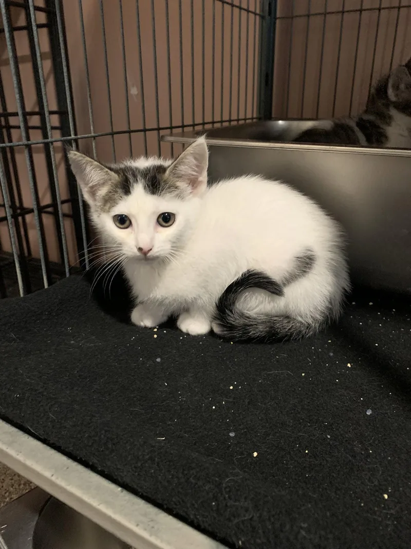 A baby medium-sized female White Domestic Short Hair cat named Dragonfly for adoption in Sanford, FL