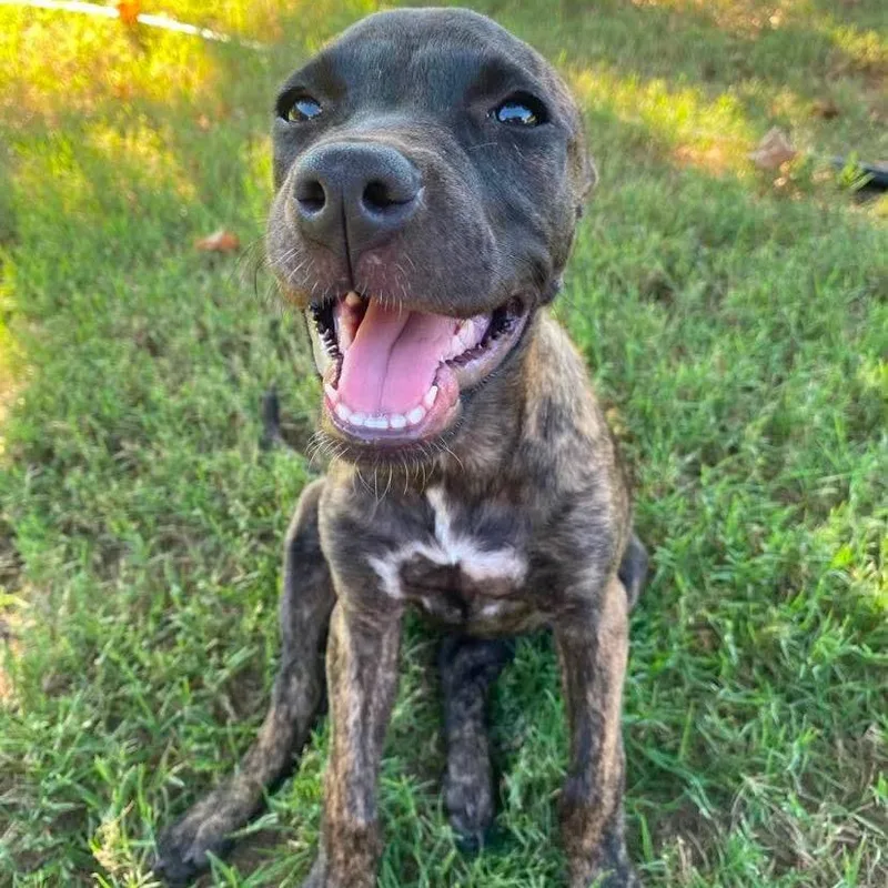 A baby small-sized female Mixed Breed dog named Dolly for adoption in Dover, AR