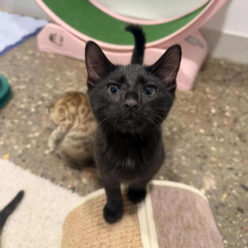 A baby small-sized male Black Domestic Short Hair cat named Blackberry for adoption in Louisville, KY