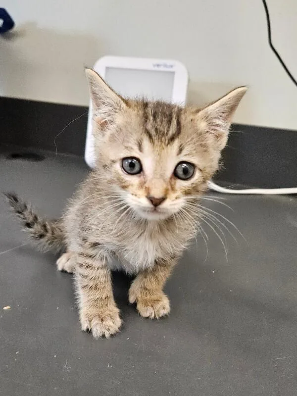 A young medium-sized male Tabby (Brown / Chocolate) Domestic Short Hair cat named Cheerio for adoption in Disputanta, VA