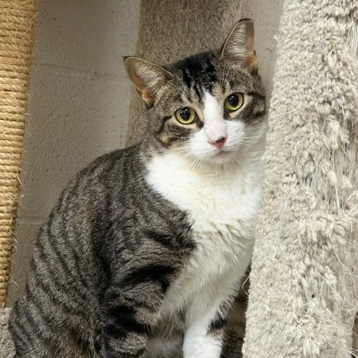 A young large-sized female Brown / Chocolate Domestic Short Hair cat named Layla for adoption in Laredo, TX