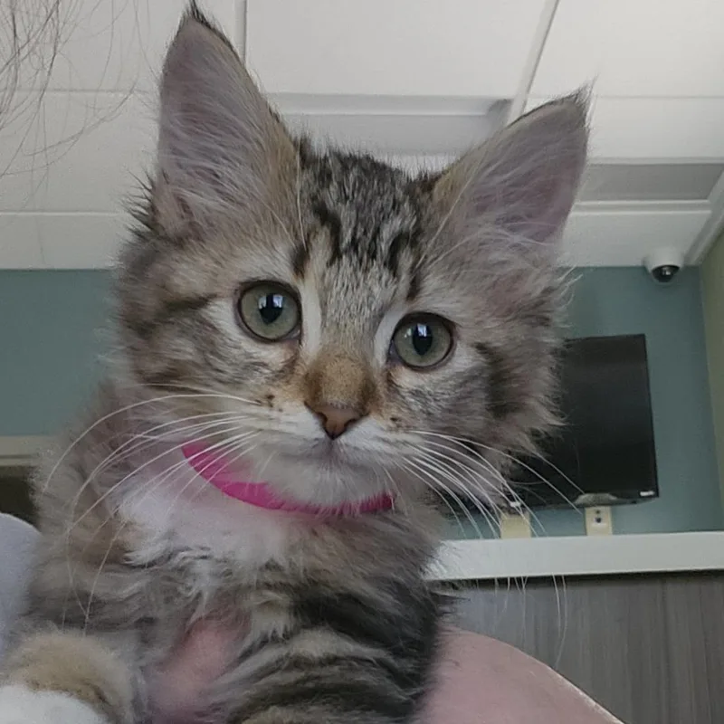 A baby small-sized female Brown / Chocolate Domestic Short Hair cat named Zwei for adoption in Columbia Station, OH