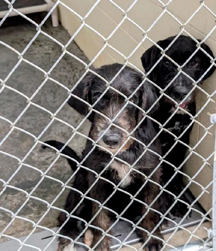 A baby medium-sized female Labradoodle dog named Emerald for adoption in Scottsburg, IN