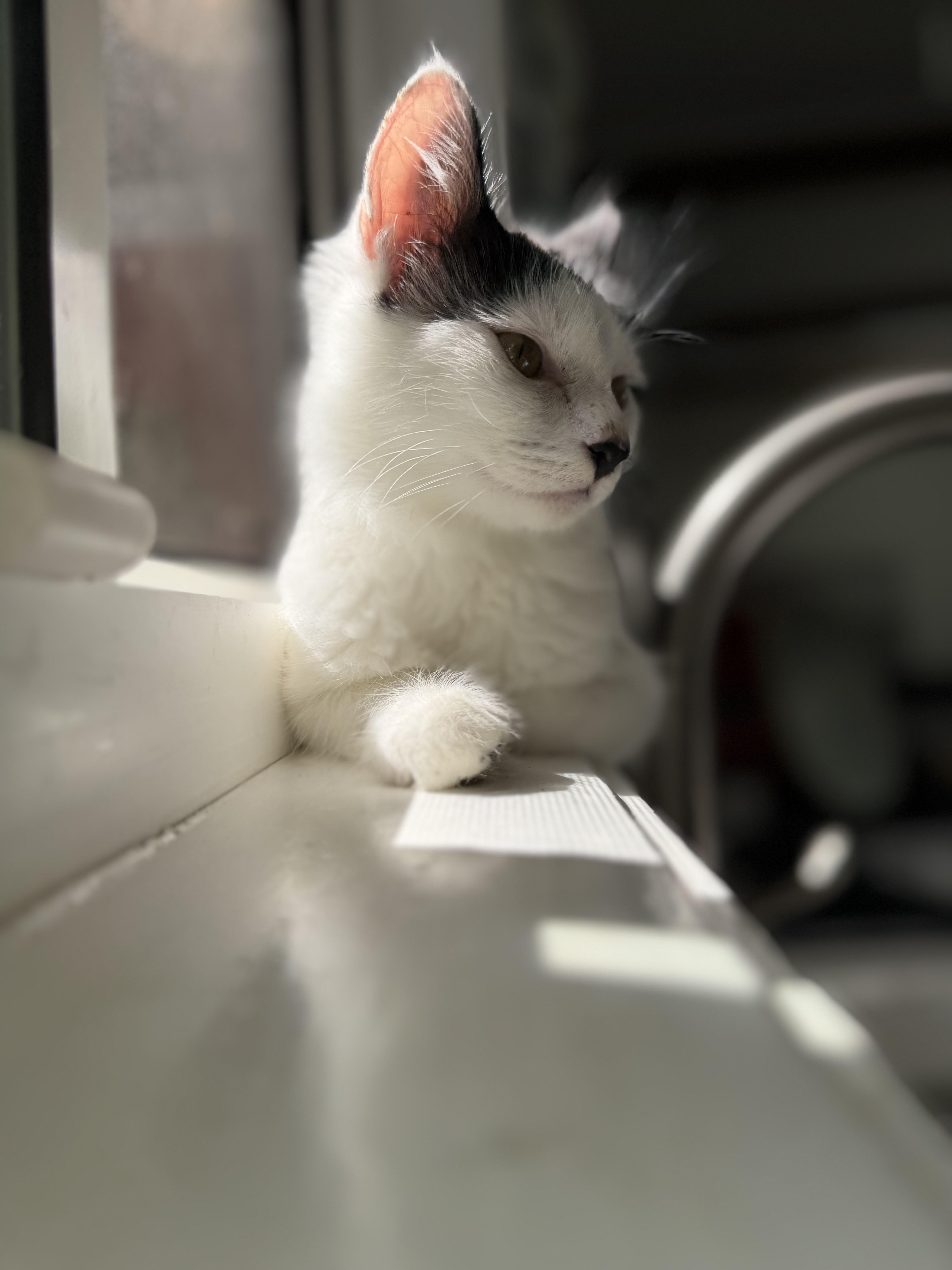 A young medium-sized female White Domestic Medium Hair cat named Maven for adoption in Santa Monica, CA