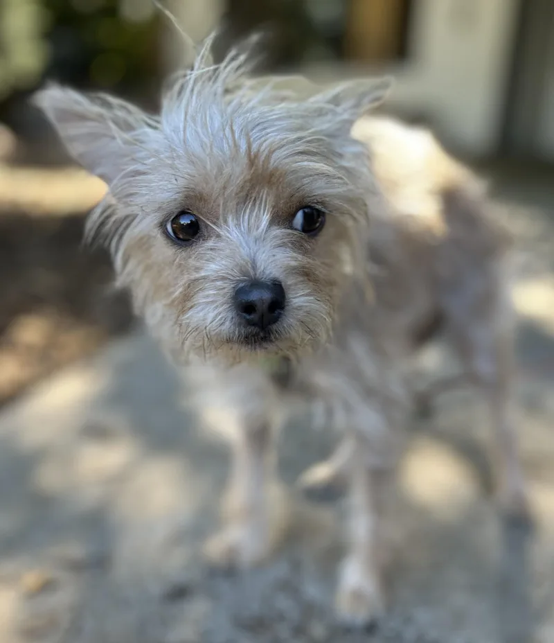 An adult small-sized female Yorkshire Terrier dog named Daffy for adoption in Tigard, OR