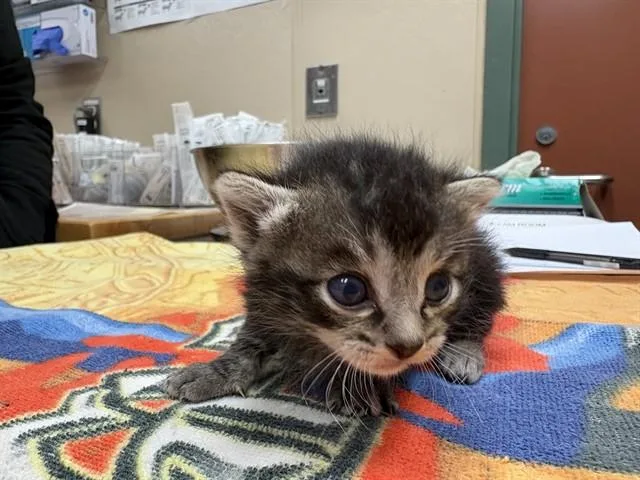 Merlin