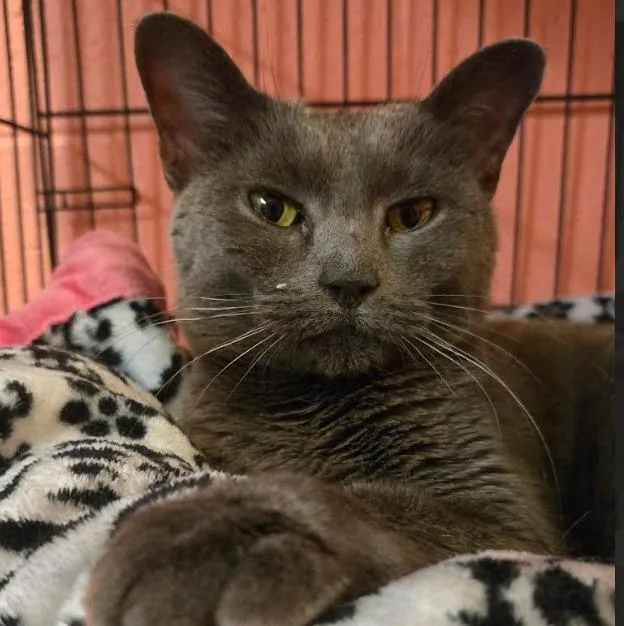 An adult medium-sized female Domestic Short Hair cat named Yoda for adoption in South Bend, IN