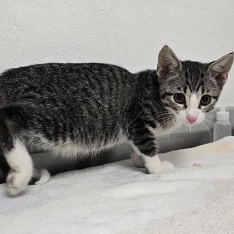 A baby small-sized male Brown / Chocolate Domestic Short Hair cat named Dominican for adoption in Austin, TX