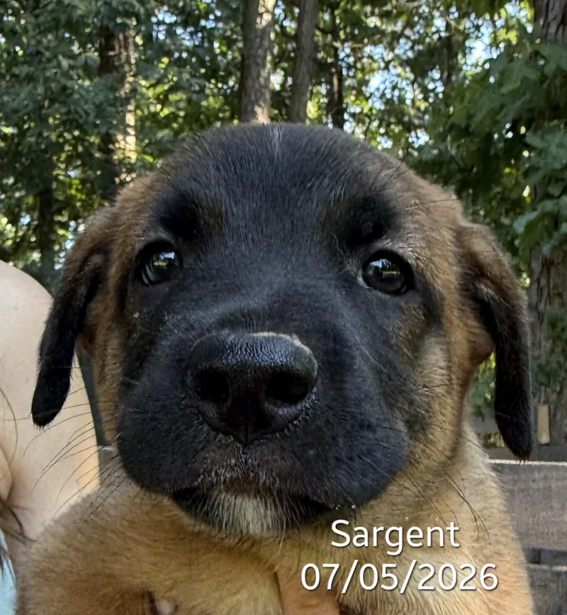 Sarge