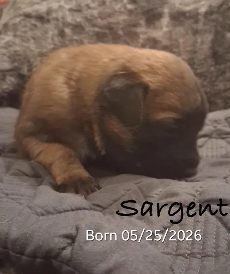 Sarge thumbnail 2