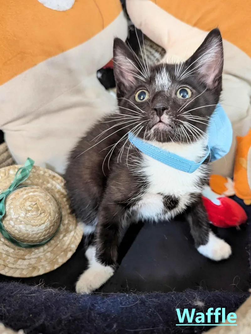 A baby small-sized male Domestic Short Hair cat named Waffle for adoption in Seven Valleys, PA
