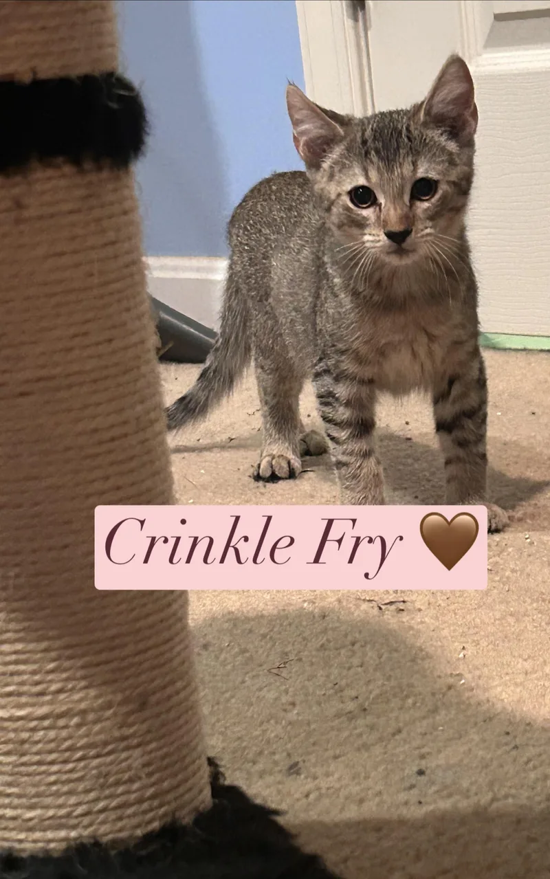 A baby medium-sized female Tabby (Leopard / Spotted) Domestic Short Hair cat named Crinkle Fry for adoption in Gerrardstown, WV