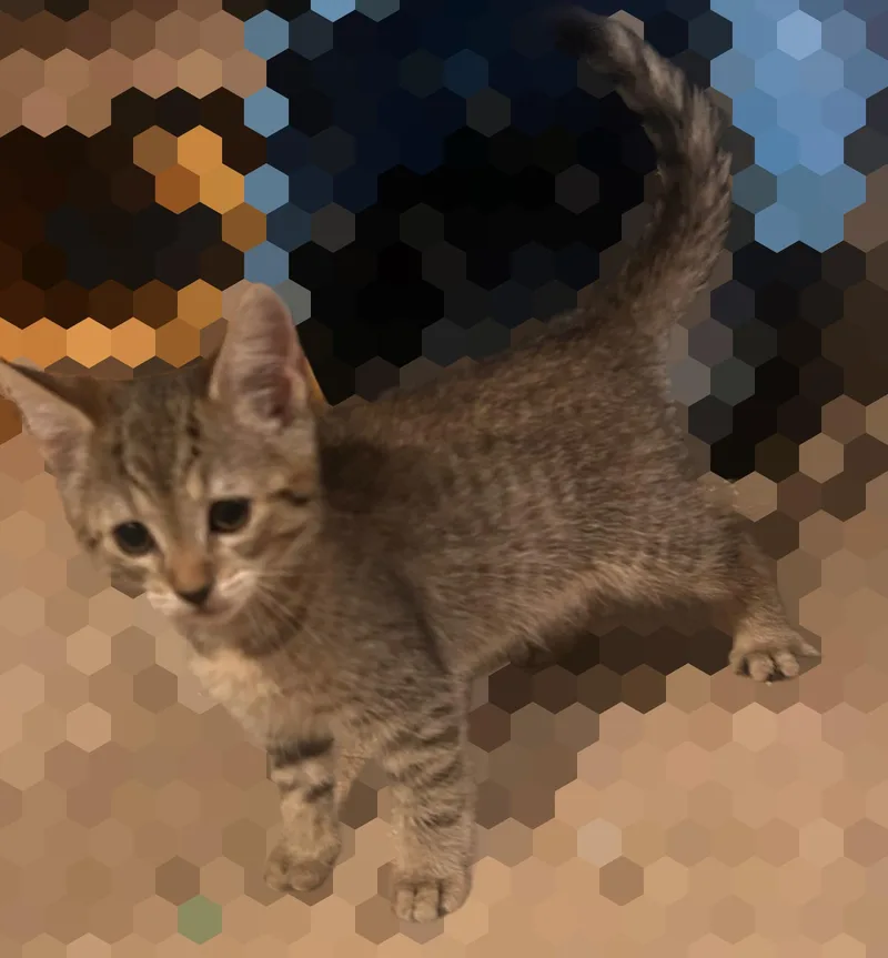 Crinkle Fry thumbnail 2