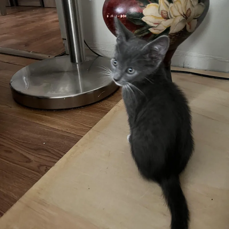 A baby medium-sized male Gray & White Domestic Short Hair cat named Winston for adoption in Mesa, AZ