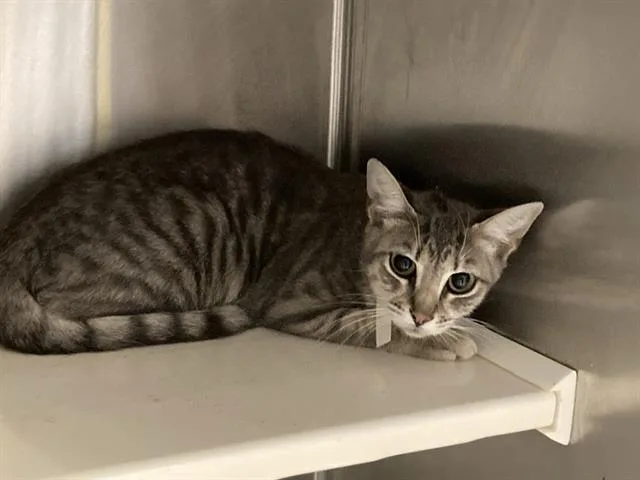 A young small-sized female Domestic Short Hair cat named Barbara for adoption in Tustin, CA