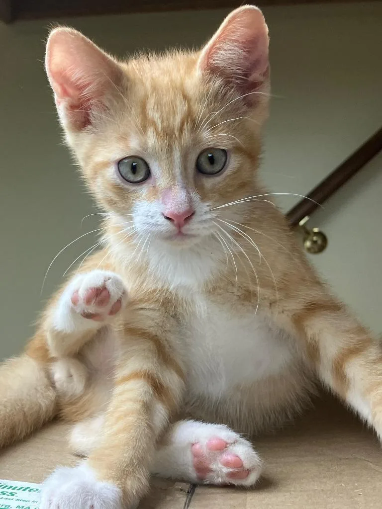 A baby small-sized male Domestic Short Hair cat named Chimichurri for adoption in Lunenburg, MA