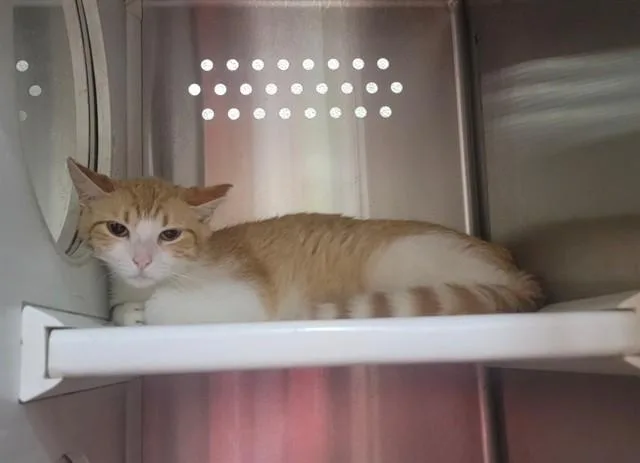 A young medium-sized female Domestic Short Hair cat named Sandy for adoption in Saint Peters, MO