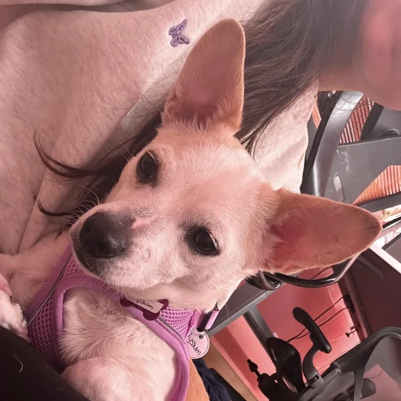 A senior small-sized female White / Cream Chihuahua dog named Alyssum for adoption in San Francisco, CA