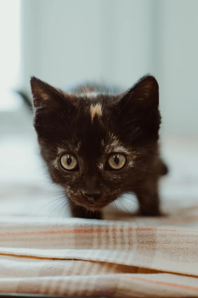 A baby medium-sized female Torbie cat named Aspen Leaf for adoption in Le Mars, IA