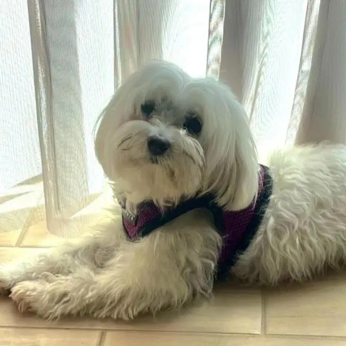 An adult small-sized female White / Cream Maltese dog named Powder Puff for adoption in Orlando, FL