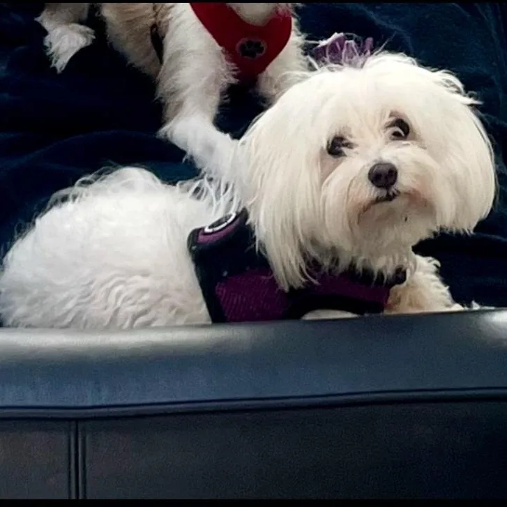 Powder Puff thumbnail 2