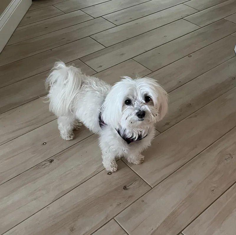 Powder Puff thumbnail 3