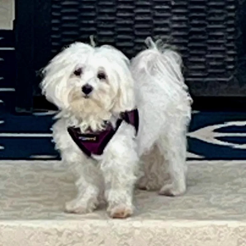 Powder Puff thumbnail 4