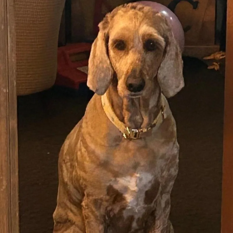 An adult large-sized male Goldendoodle dog named Duke for adoption in Maryville, TN