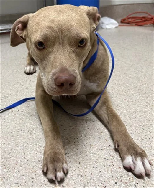A young large-sized female Pit Bull Terrier dog named Pony for adoption in Bakersfield, CA