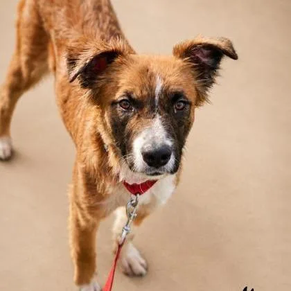 A young medium-sized female Apricot / Beige Mixed Breed dog named Lilly  Ella for adoption in Fresno, CA