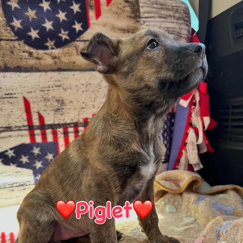 Piglet thumbnail 2
