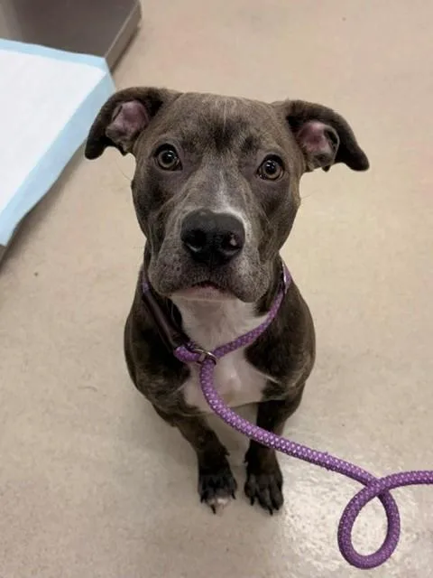 A young medium-sized female Staffordshire Bull Terrier dog named Millie for adoption in Baytown, TX