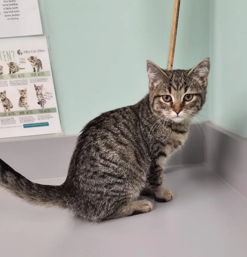 A baby small-sized female Domestic Short Hair cat named Love for adoption in Athens, TN