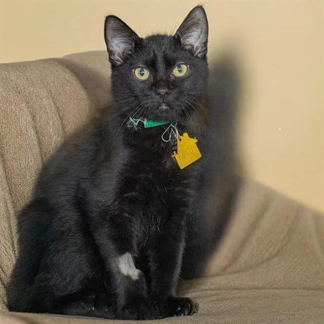 A baby small-sized male Domestic Short Hair cat named Cerberus for adoption in St. Louis, MO