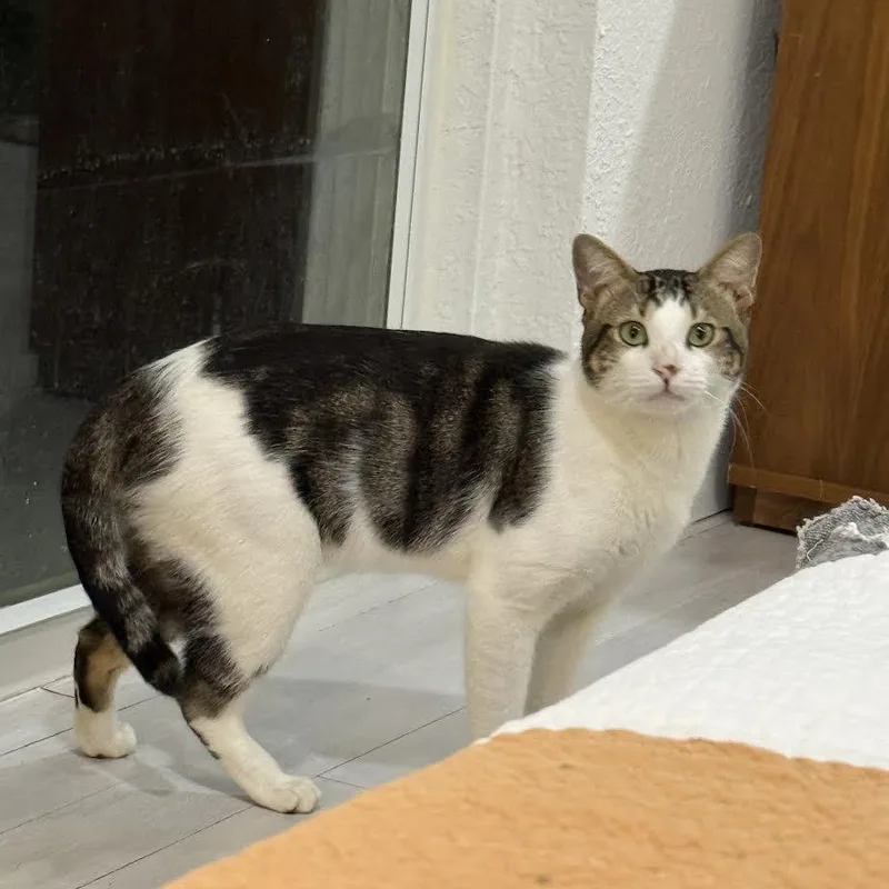 An adult medium-sized male Tabby (Gray / Blue / Silver) Tabby cat named Valentino for adoption in Miami, FL