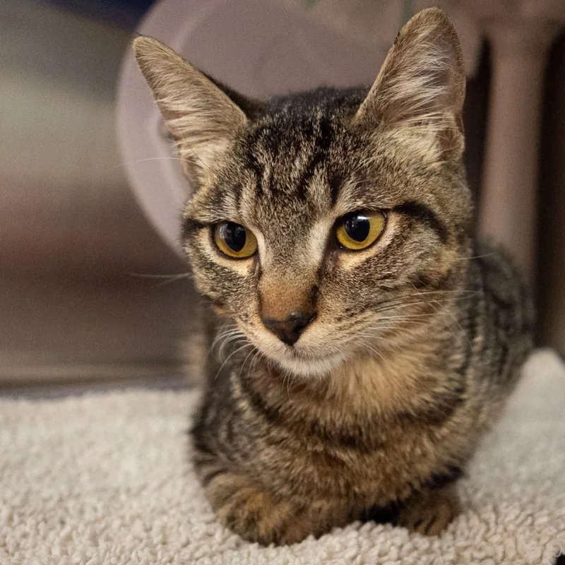 A baby medium-sized male Domestic Short Hair cat named Phunny Bone for adoption in Shoreline, WA