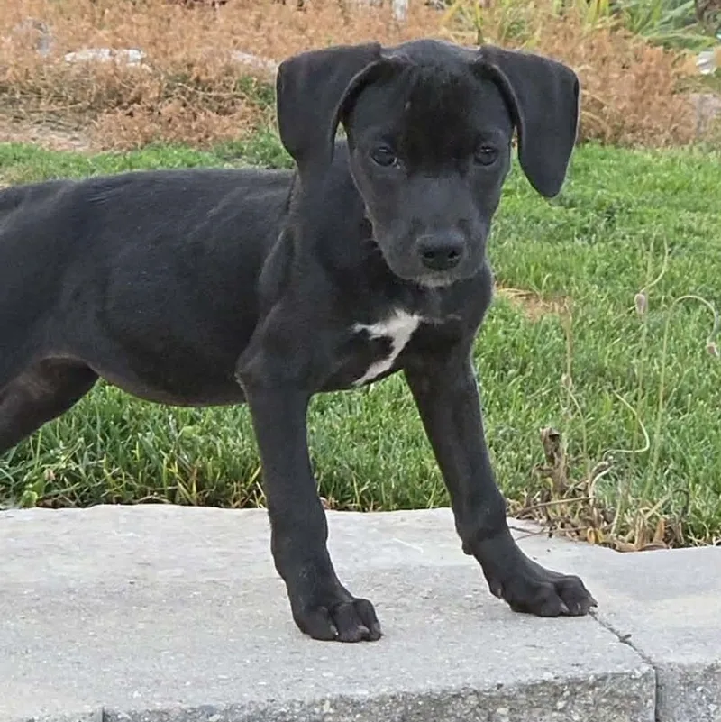 A baby large-sized female Labrador Retriever dog named Shellie for adoption in McHenry, IL