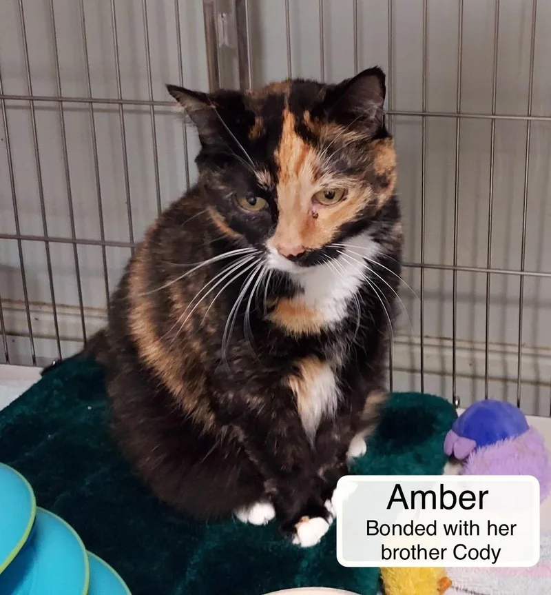 A senior large-sized male Calico Domestic Short Hair cat named Amber and Cody for adoption in Ellicott City, MD