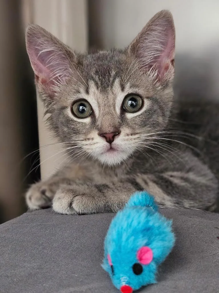 A baby medium-sized male Domestic Short Hair cat named Fresco for adoption in Pomona, NY