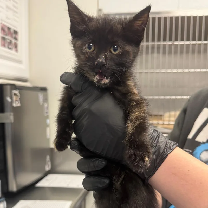A baby small-sized female Tortoiseshell Domestic Short Hair cat named Tova for adoption in Greenville, SC