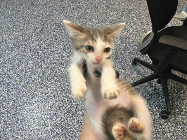 A baby small-sized male Domestic Short Hair cat named Udon for adoption in Thousand Palms, CA