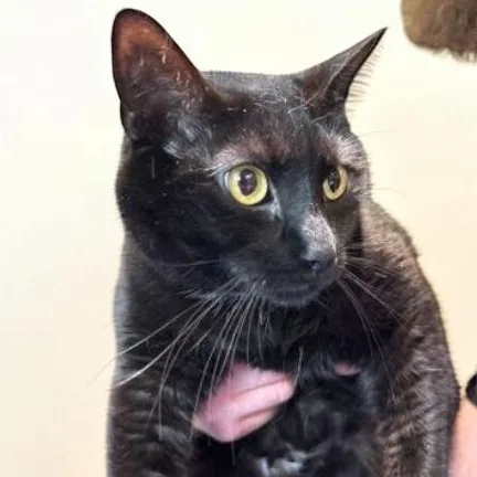 An adult large-sized male Black Domestic Short Hair cat named Apollo for adoption in Elyria, OH
