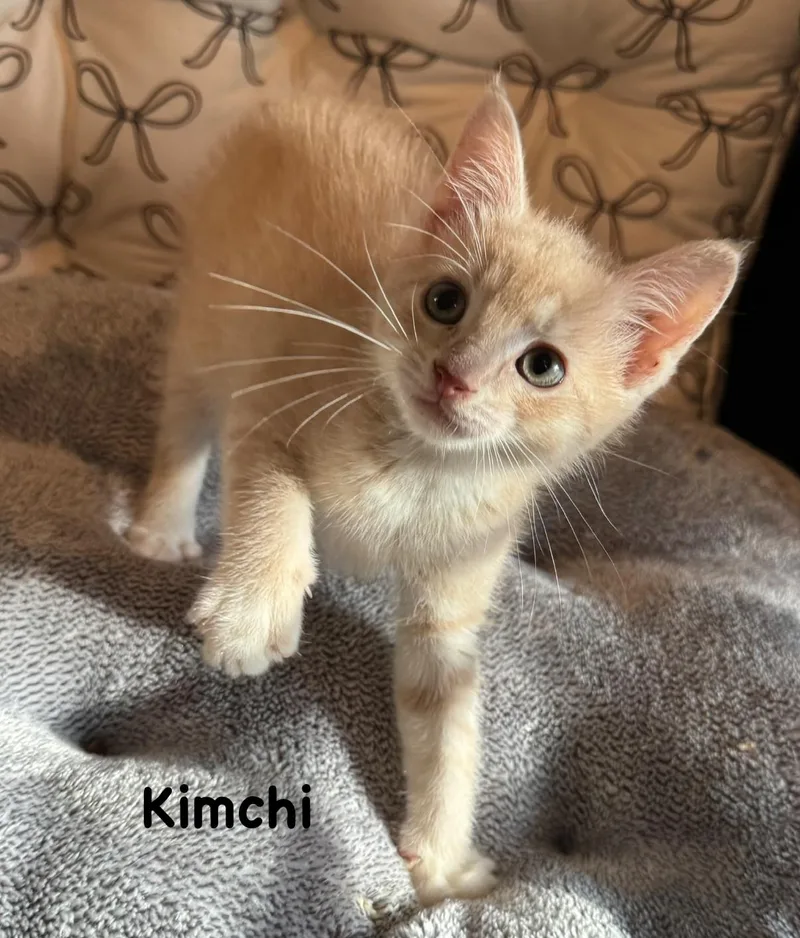 A baby medium-sized male Buff / Tan / Fawn Domestic Short Hair cat named Kimchi for adoption in Pawleys Island, SC