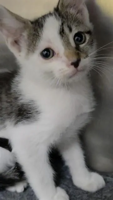 A baby small-sized male Domestic Short Hair cat named Carter for adoption in Fort Lauderdale, FL
