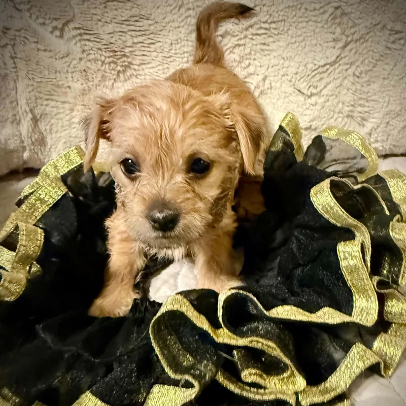 A young small-sized female Yellow / Tan / Blond / Fawn Terrier dog named Gracie for adoption in Fort Worth, TX