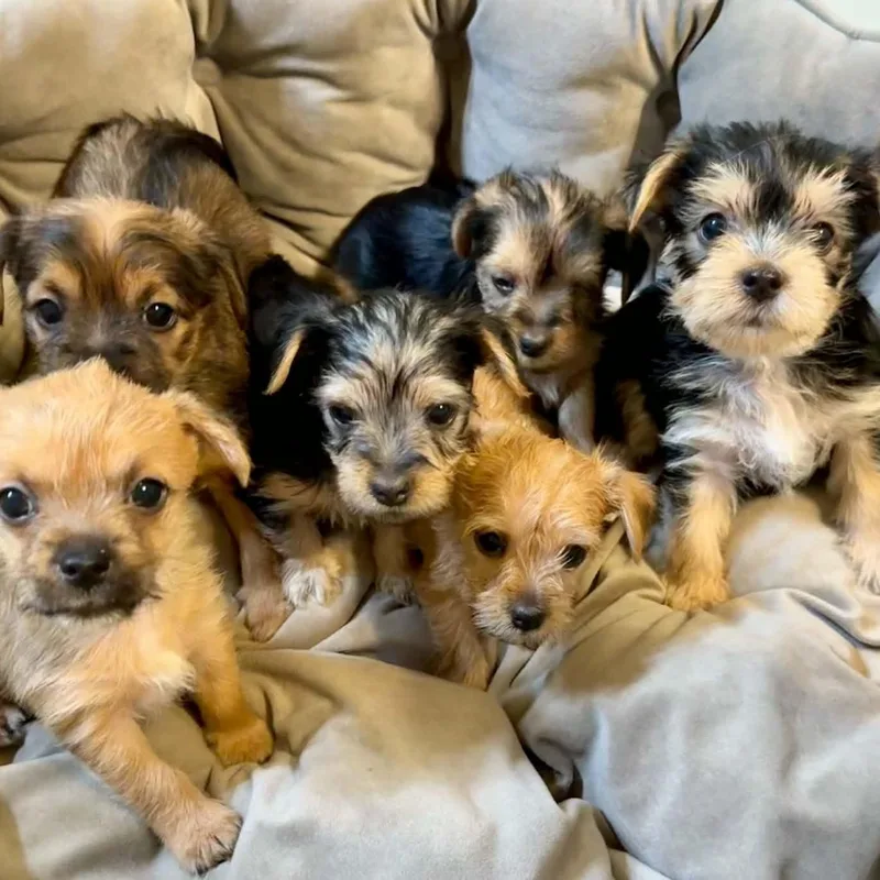 Gracie thumbnail 5